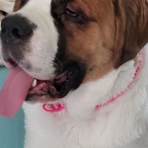 Meet your Posher, Rona